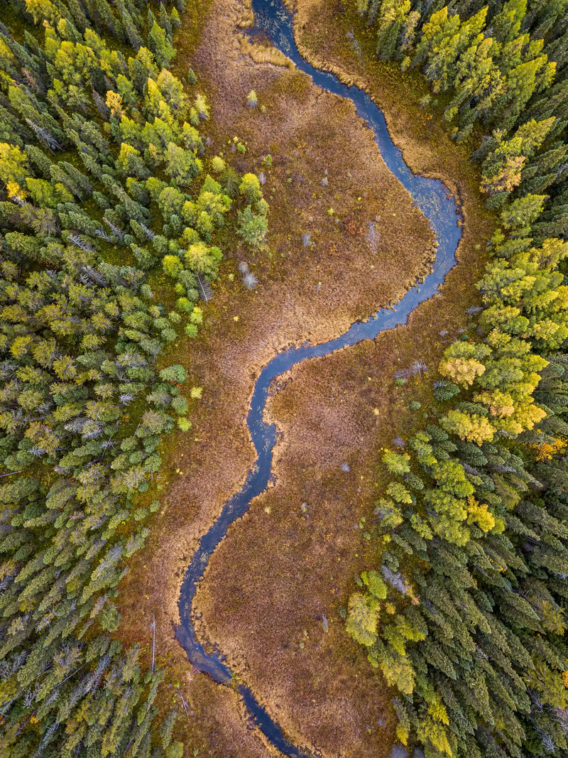 Boreal trees from the air