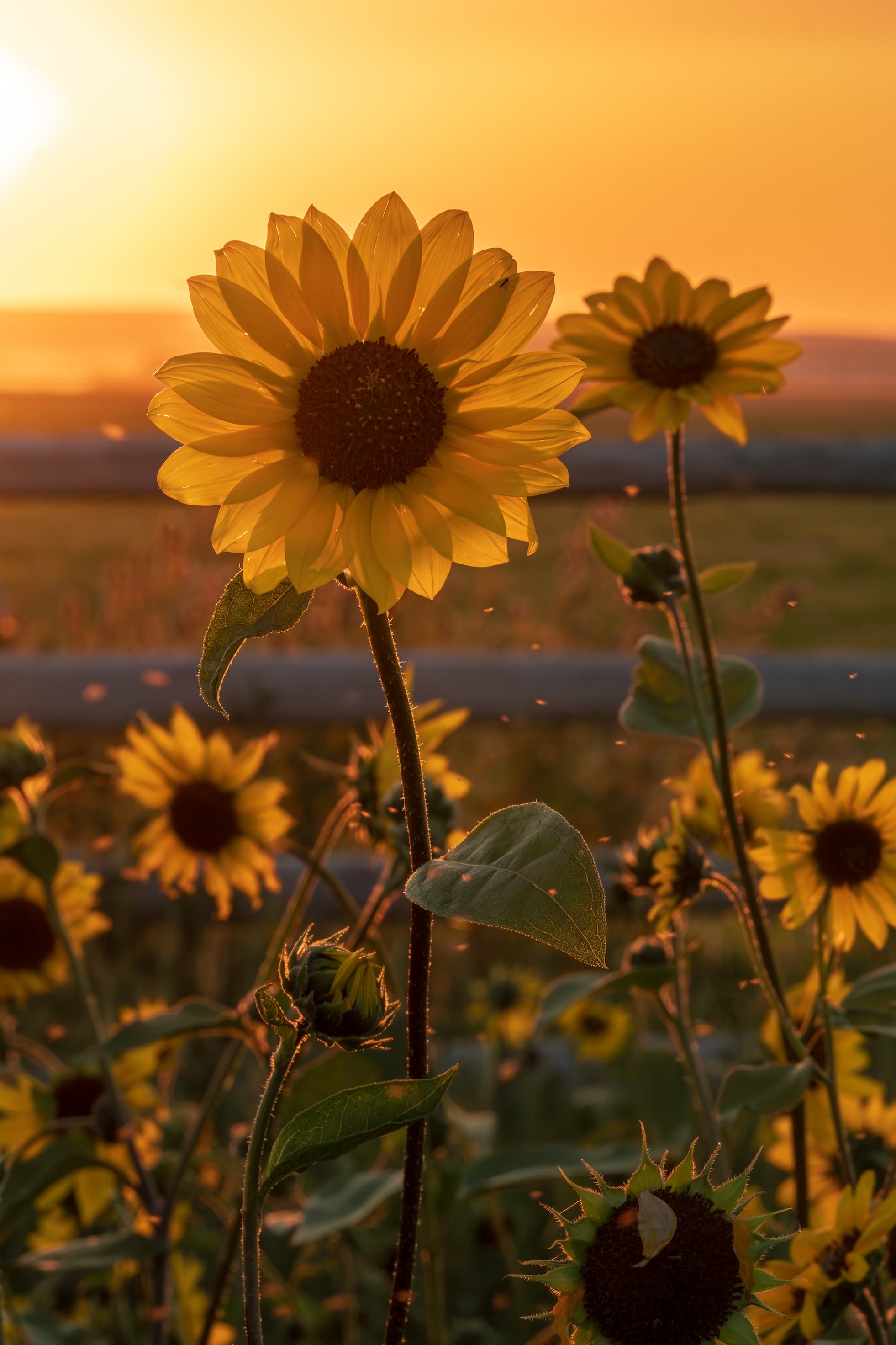 2026 Floral Calendar