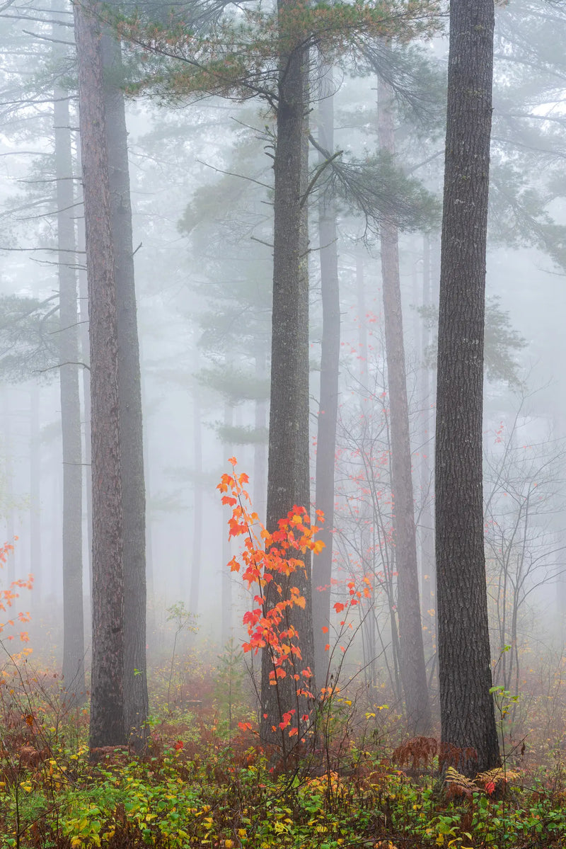 A young maple tree growing amidst pines