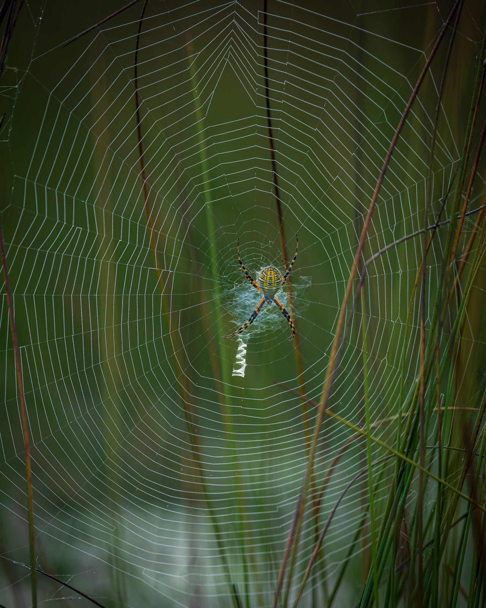 Arachnids