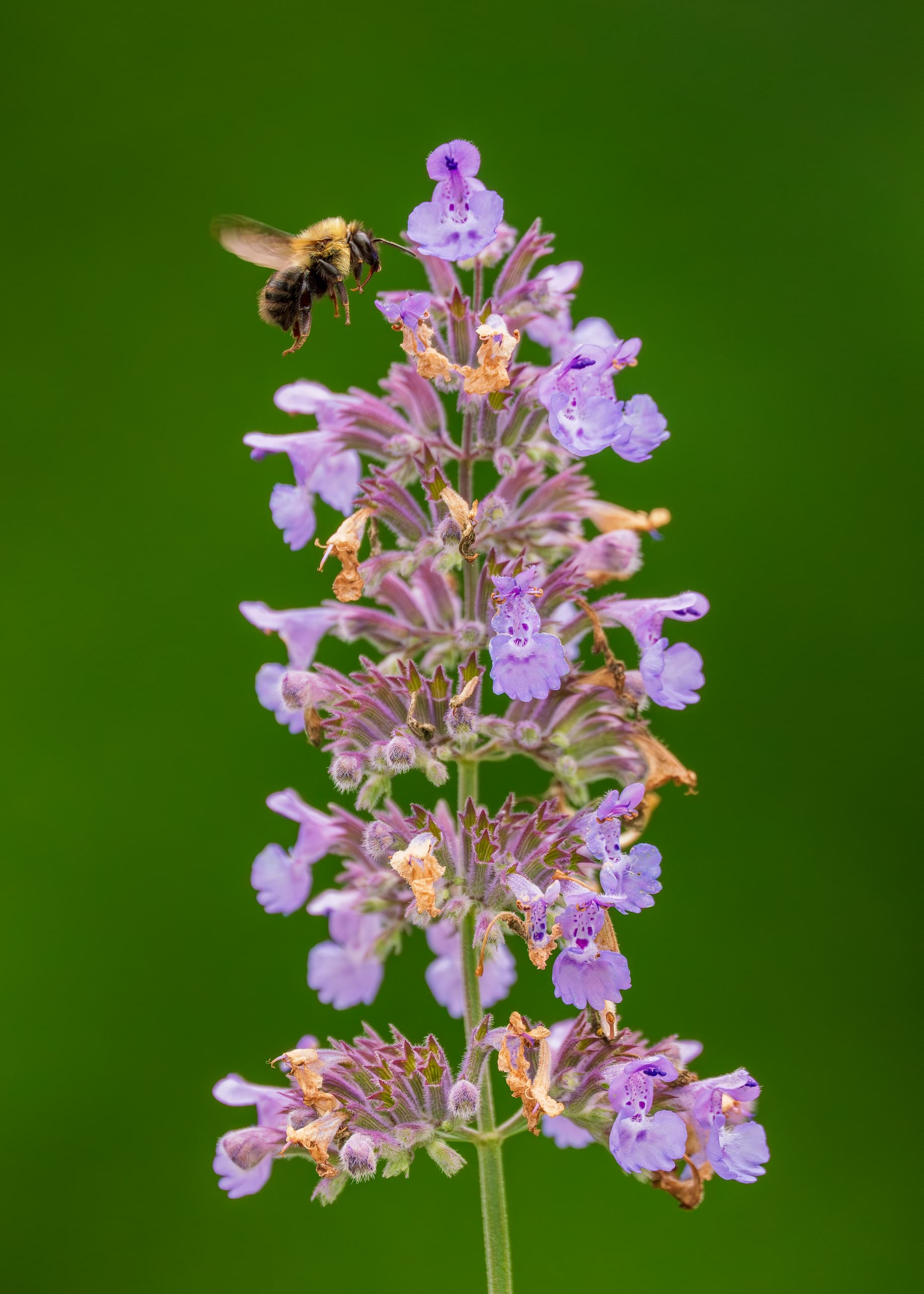 2026 Floral Calendar