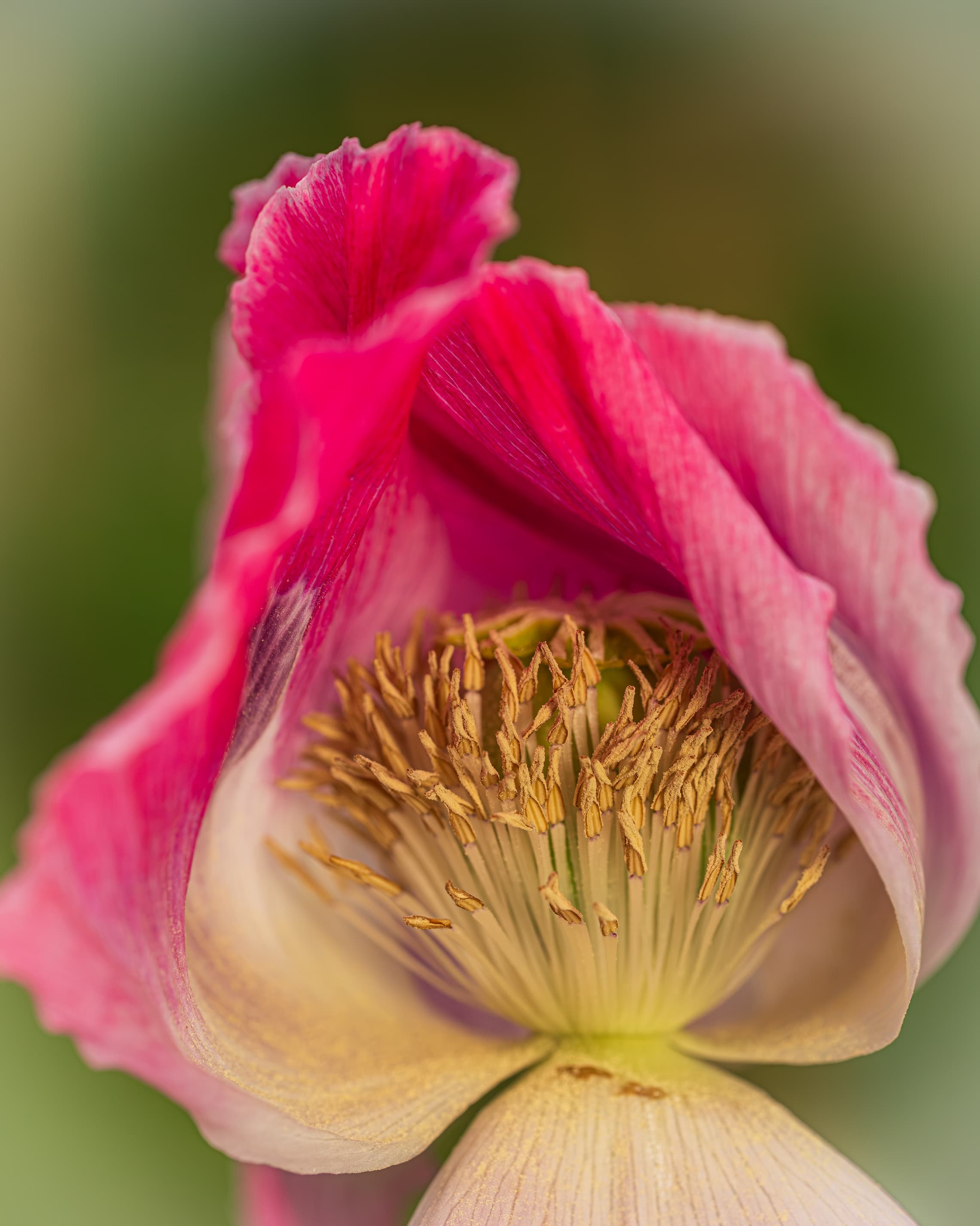 2026 Floral Calendar