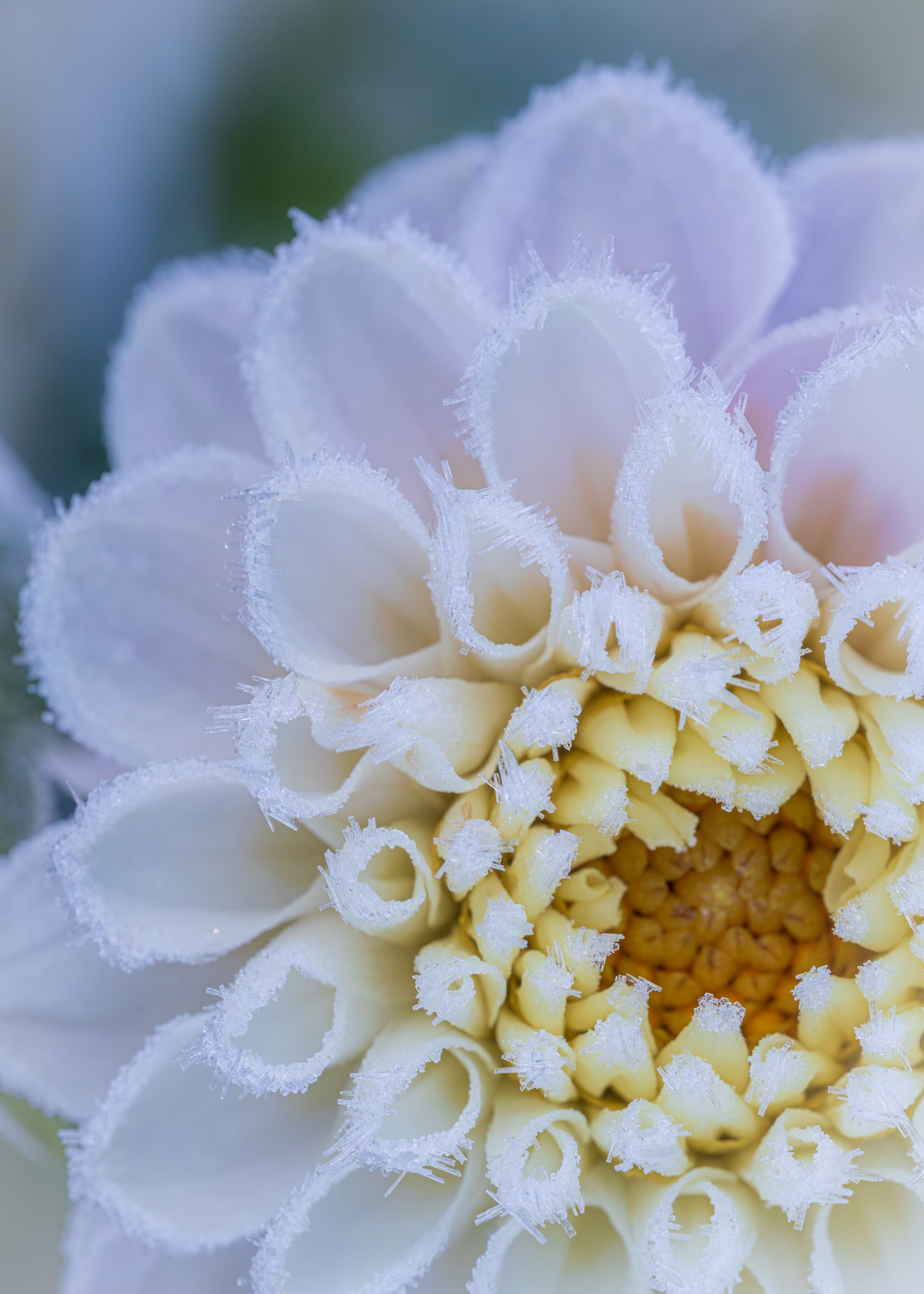 2026 Floral Calendar