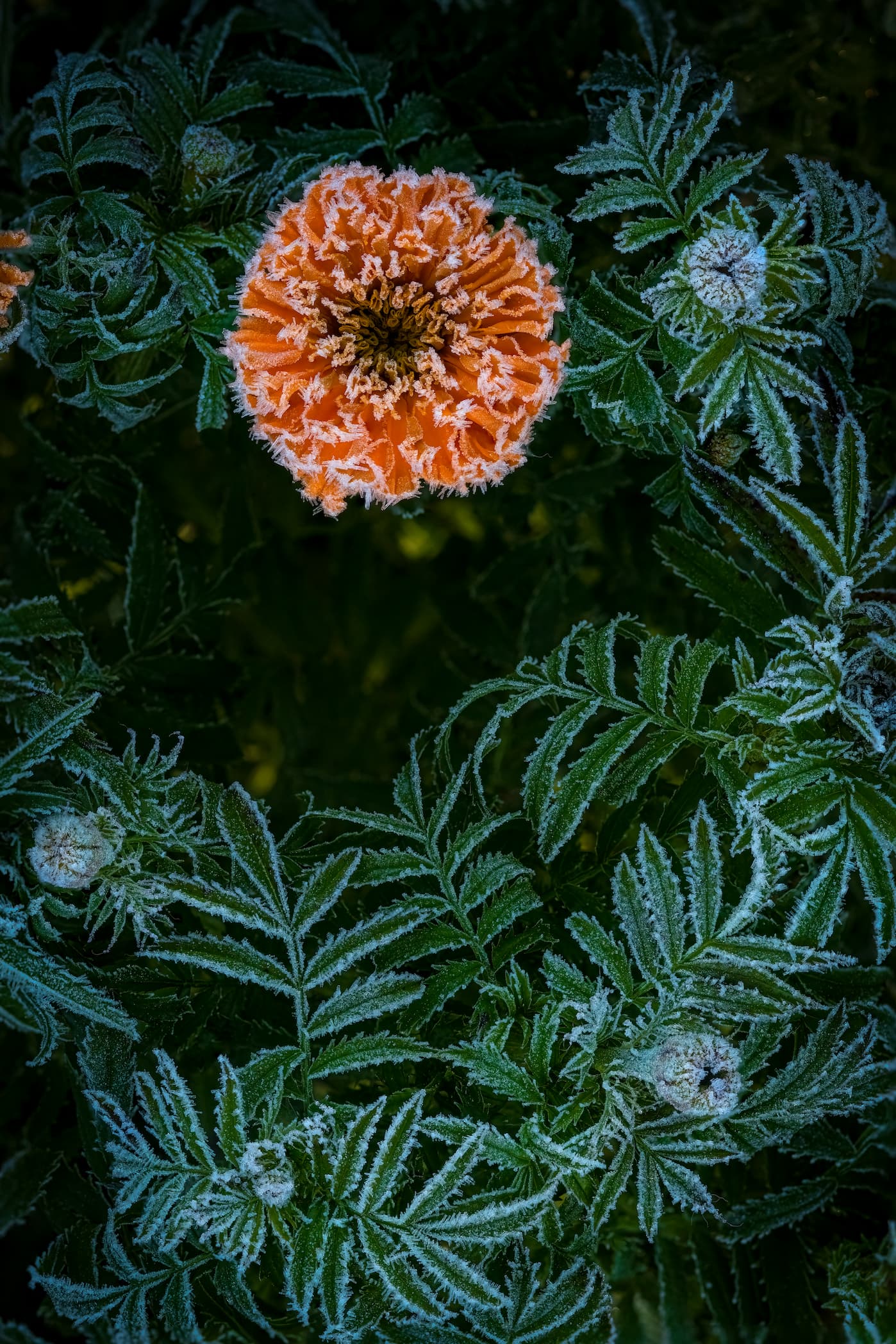 2026 Floral Calendar