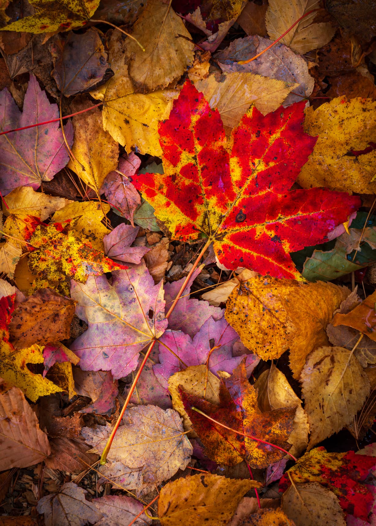 2026 Floral Calendar