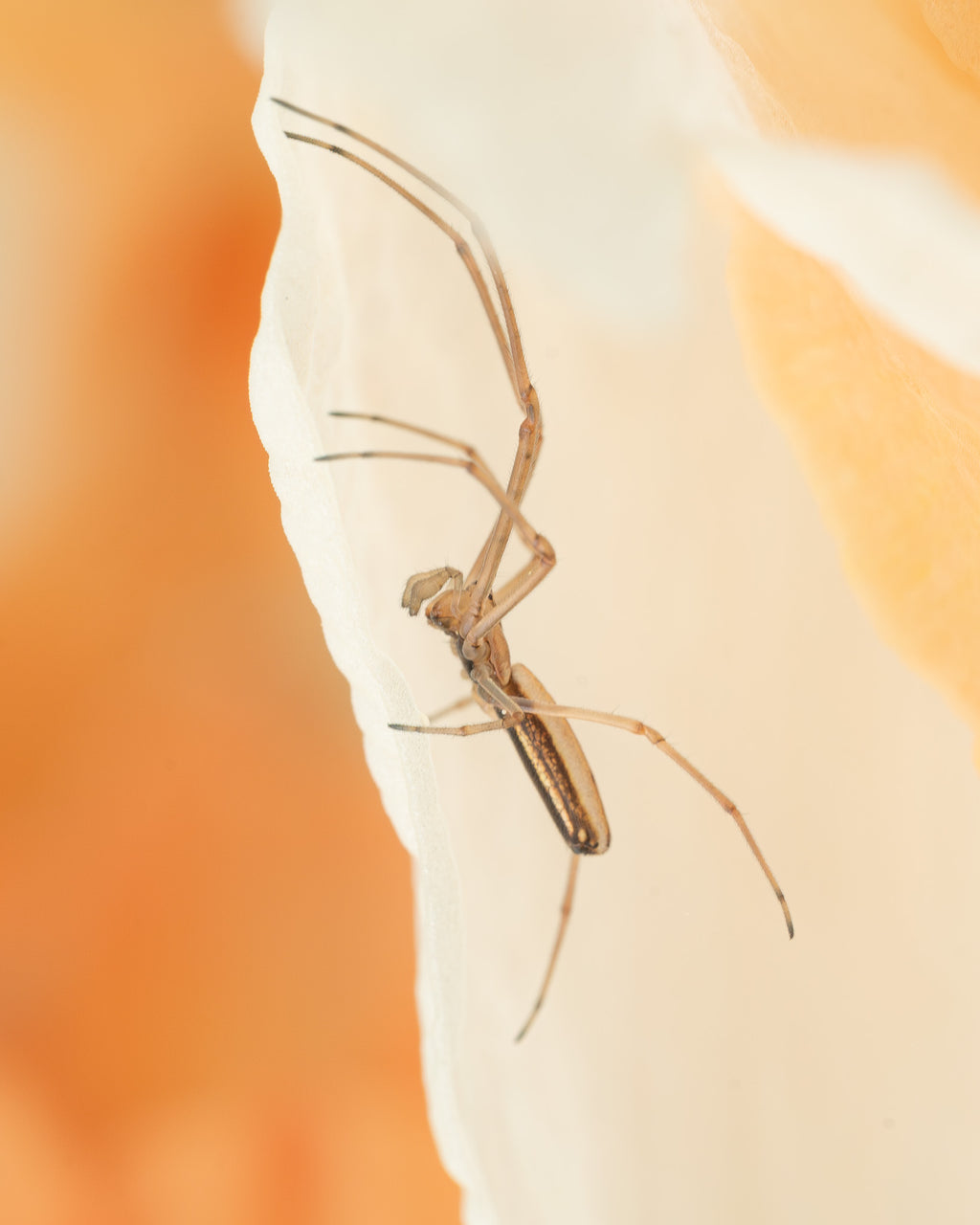 Arachnids