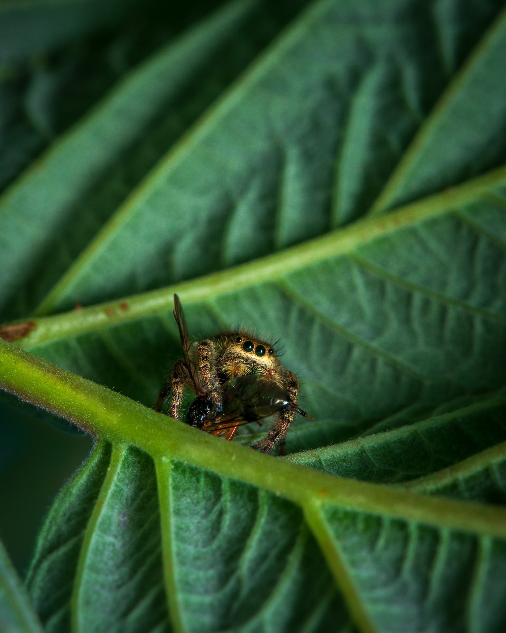 Arachnids