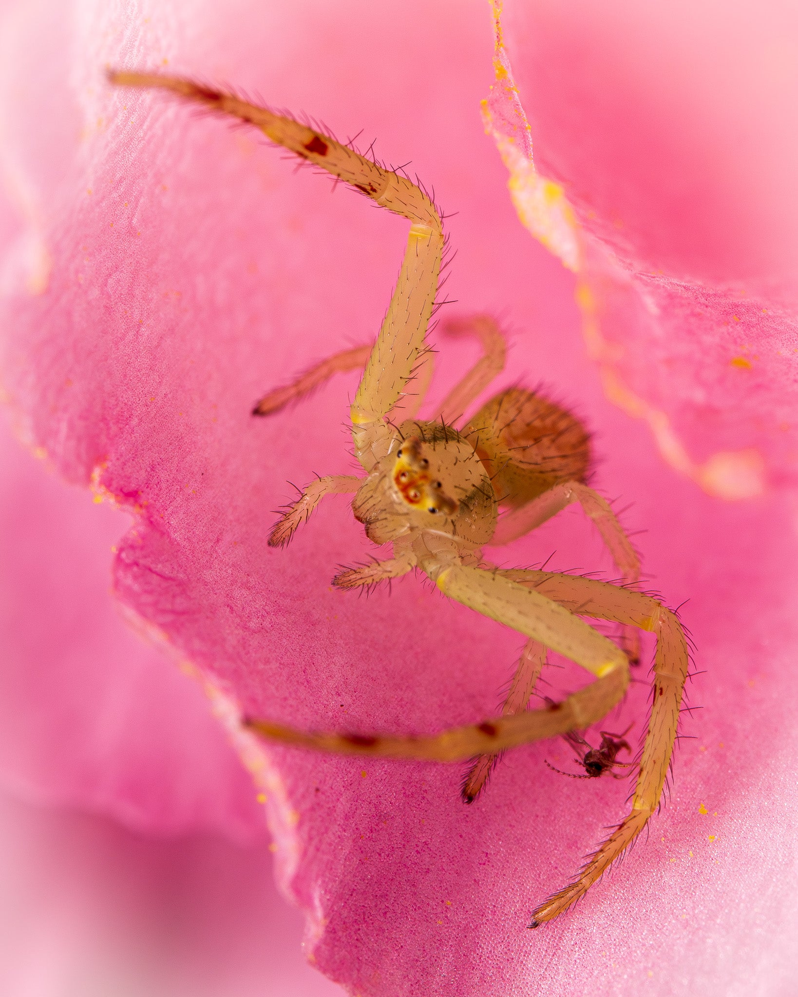 Arachnids