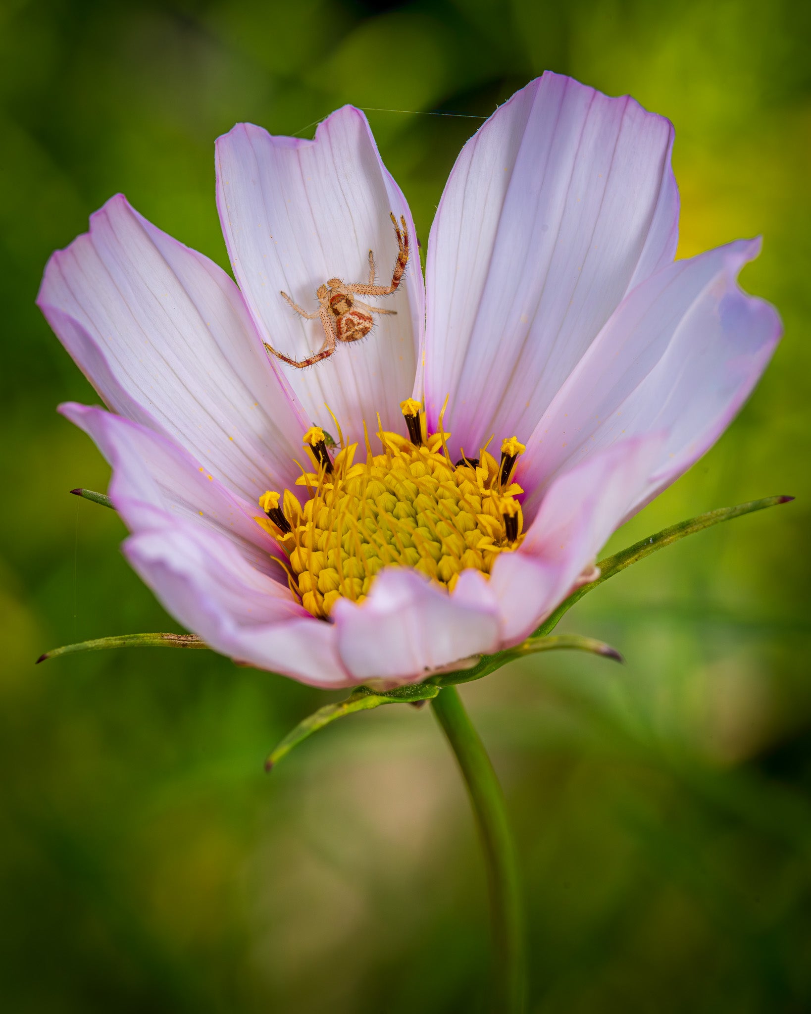 Macro Photography Workshop