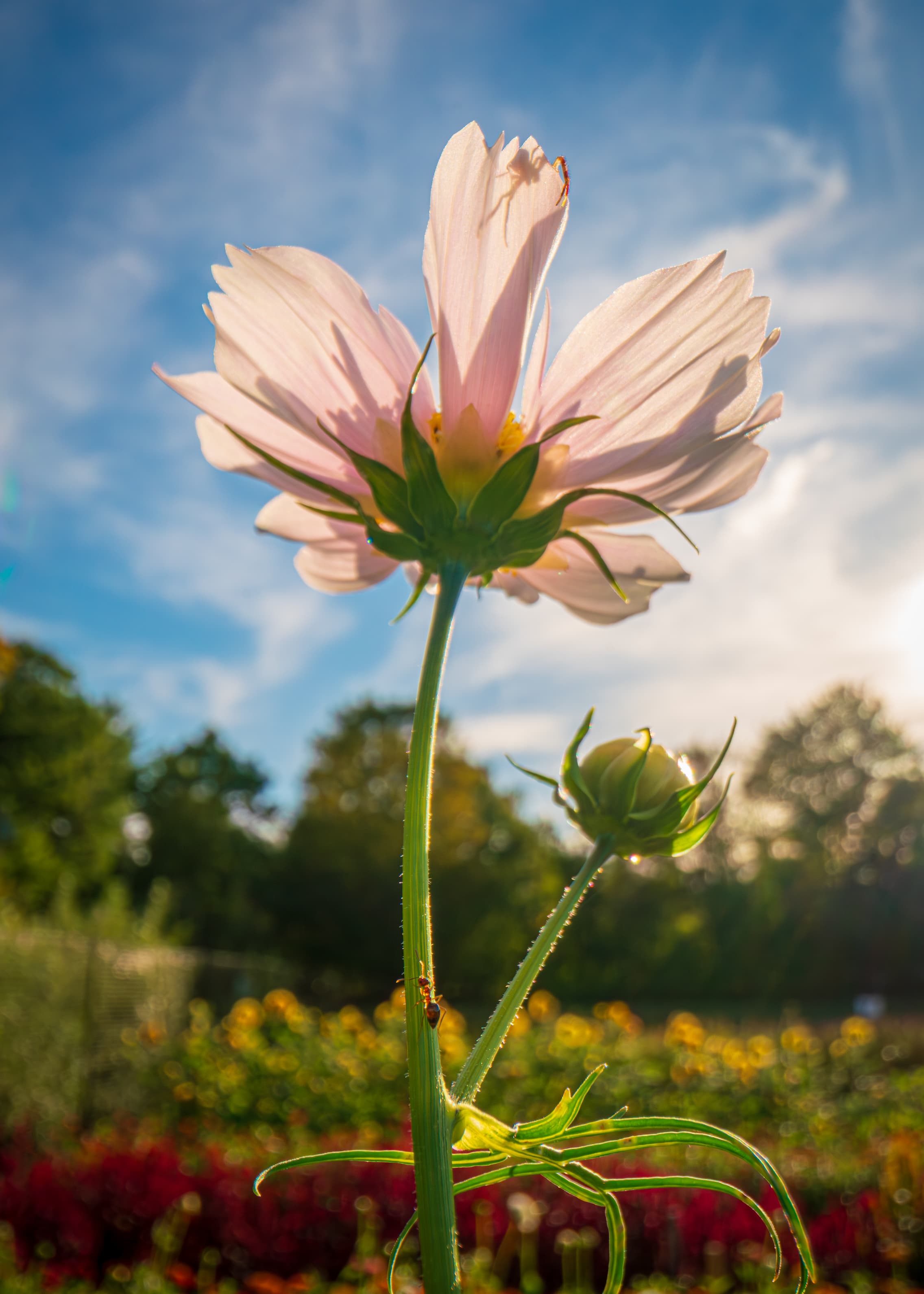 2026 Floral Calendar