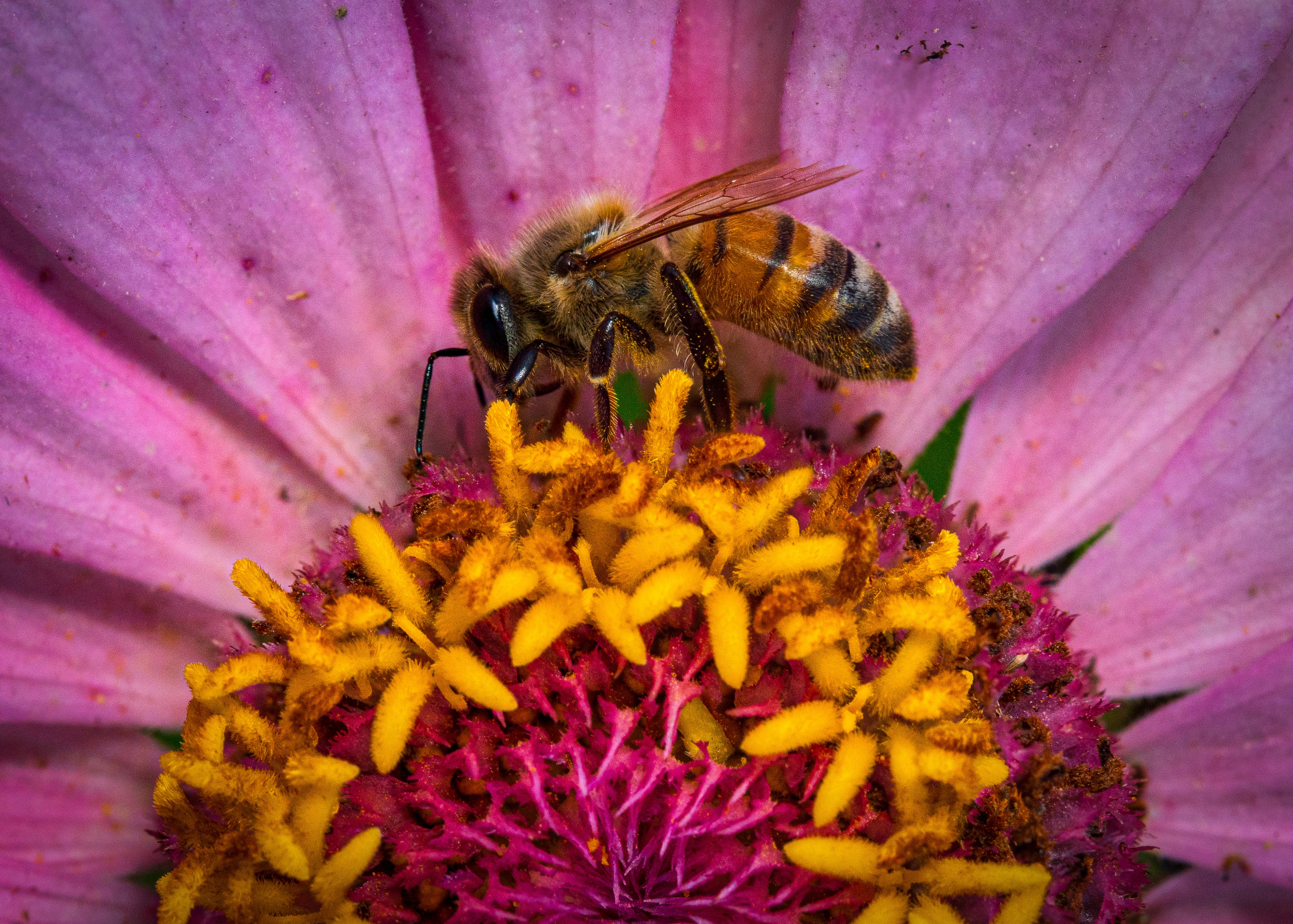 Macro Photography Workshop