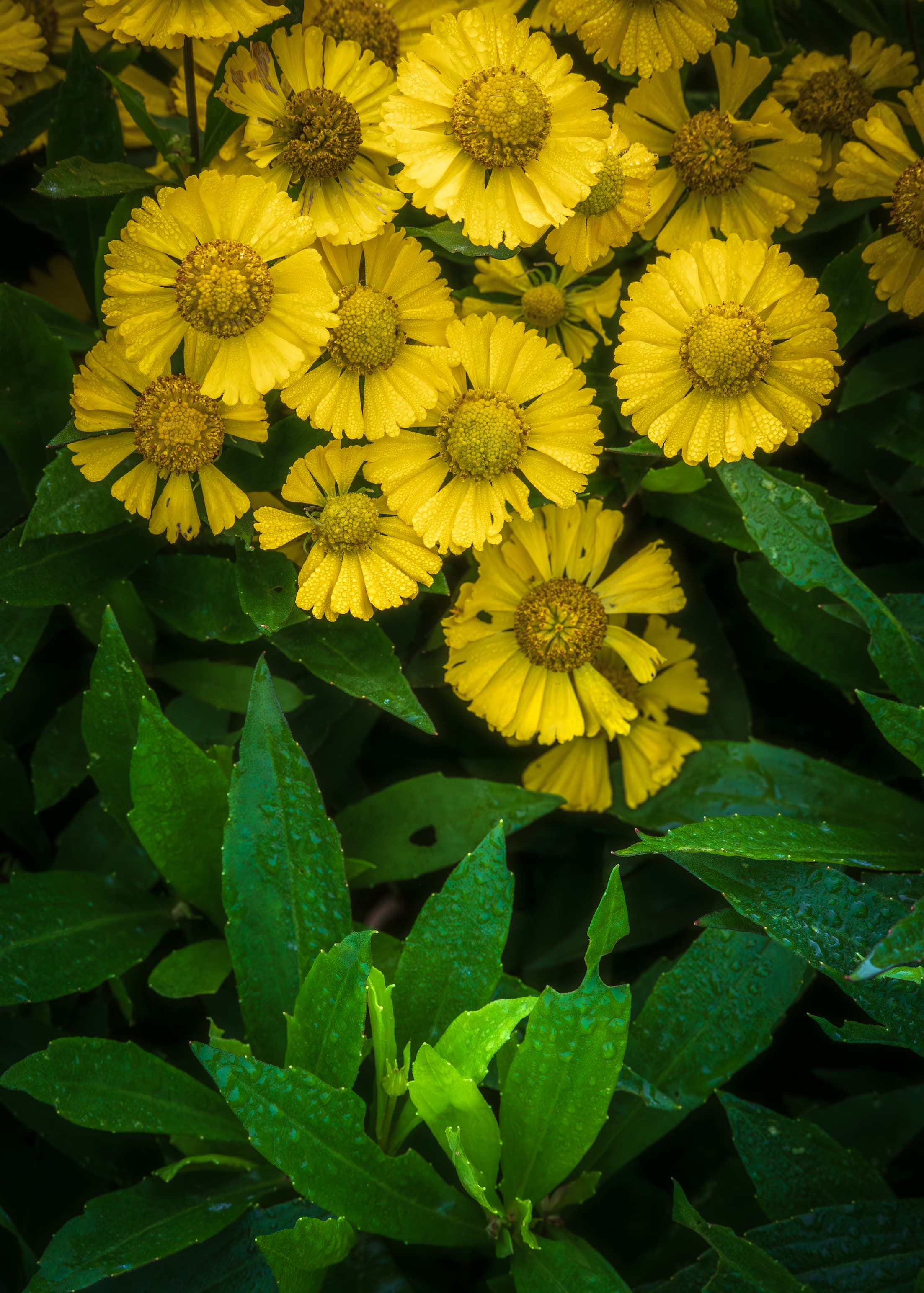 2026 Floral Calendar