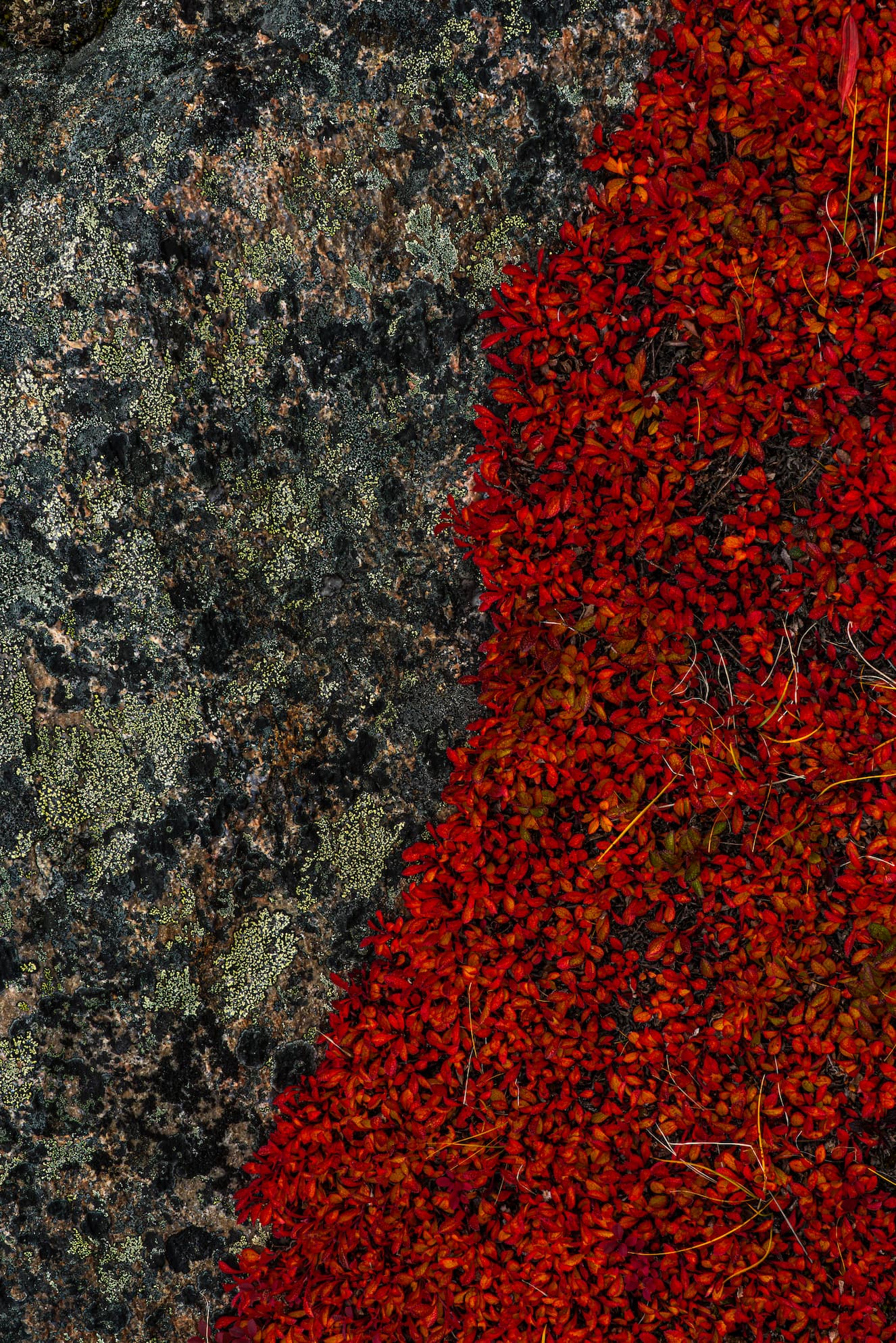 2026 Floral Calendar