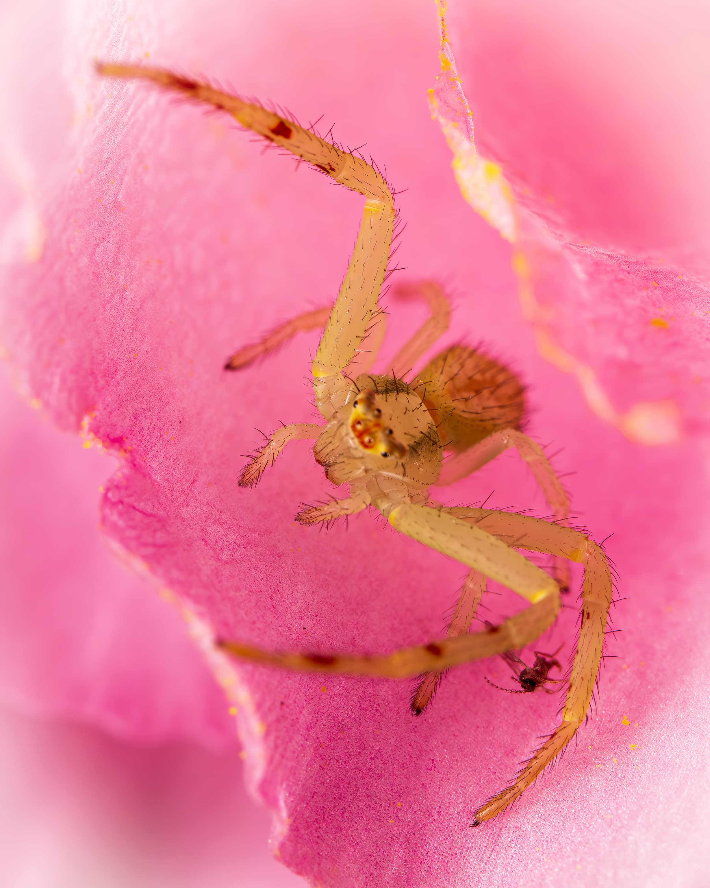 2026 Creature Calendar