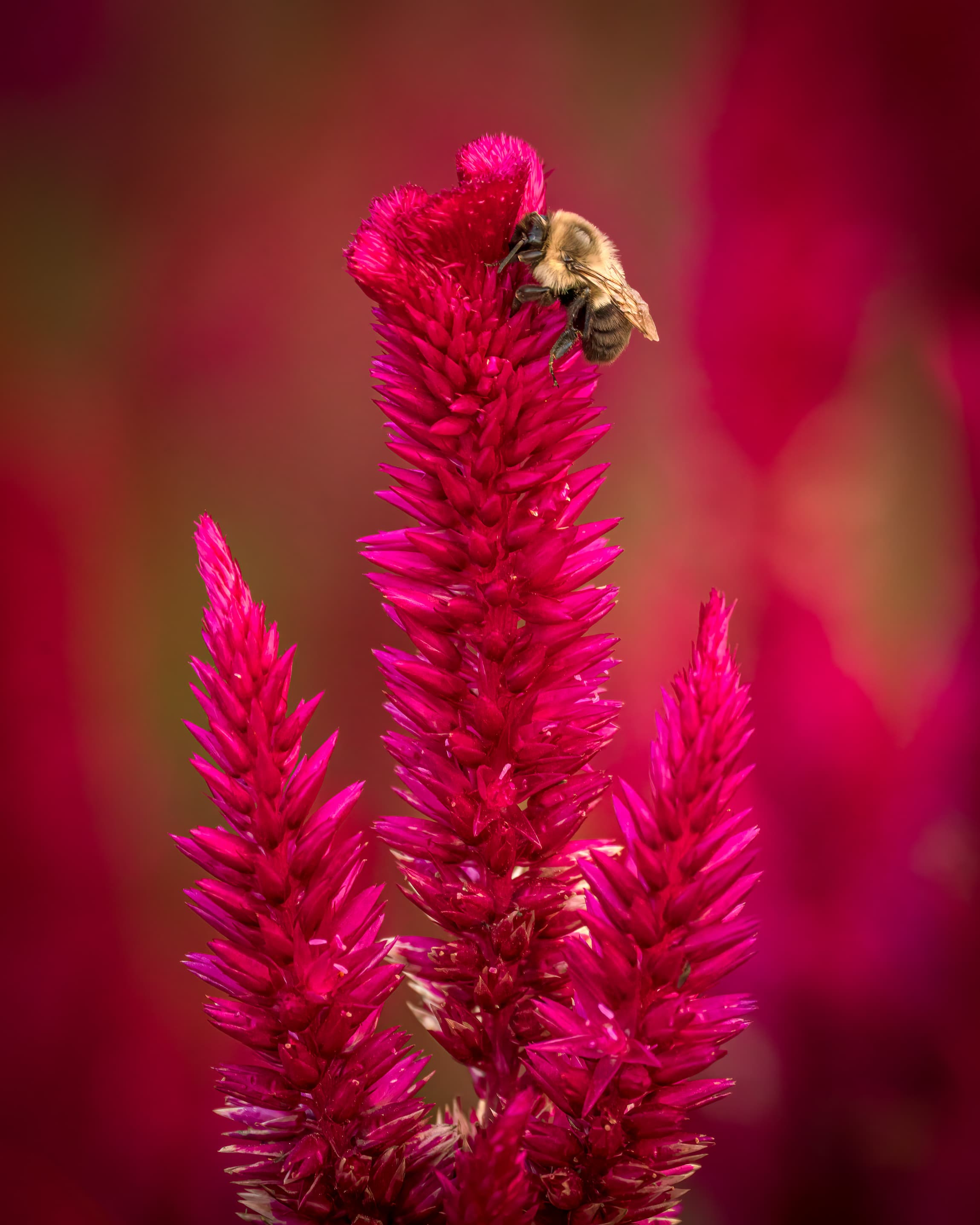 2026 Creature Calendar