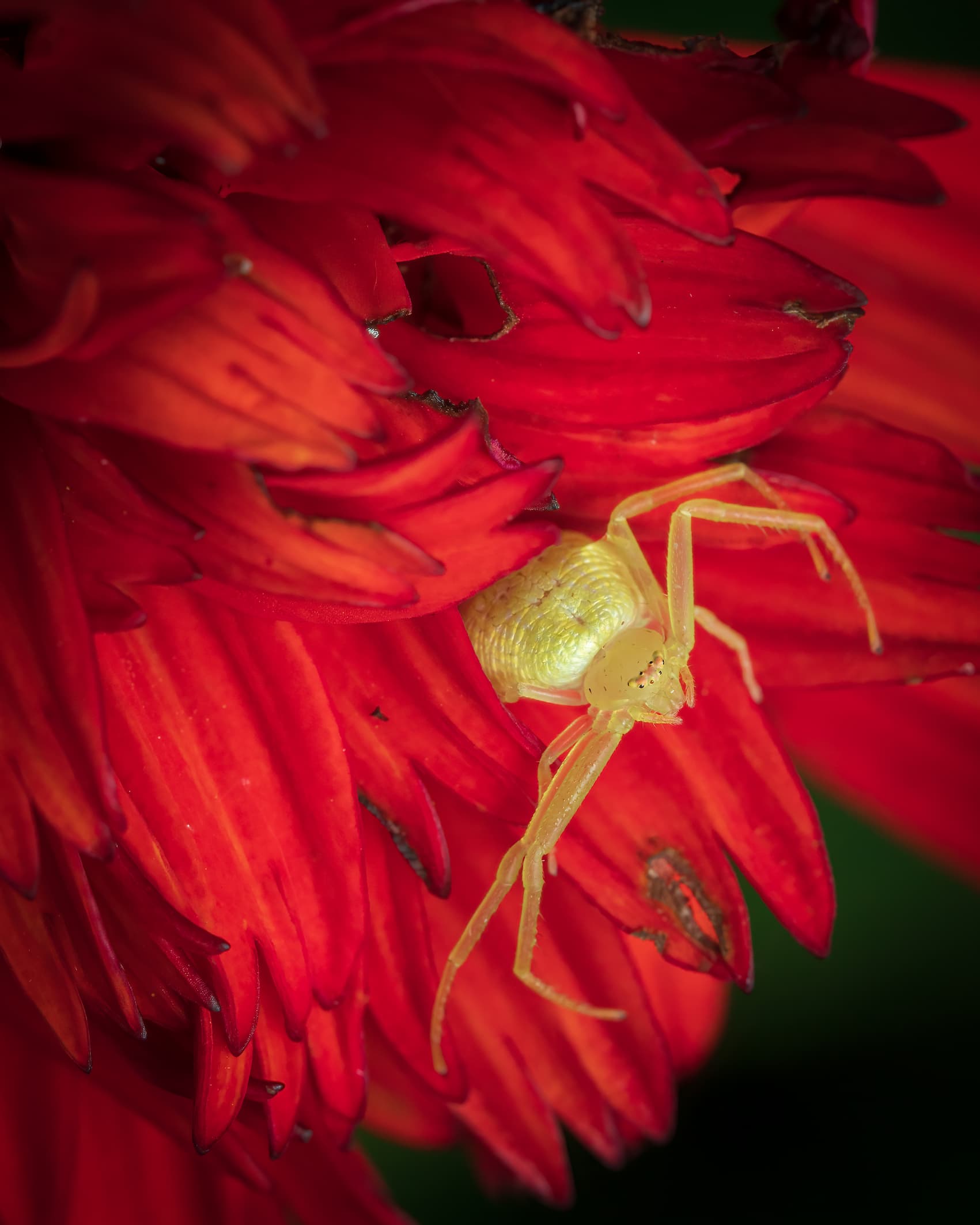 2026 Creature Calendar