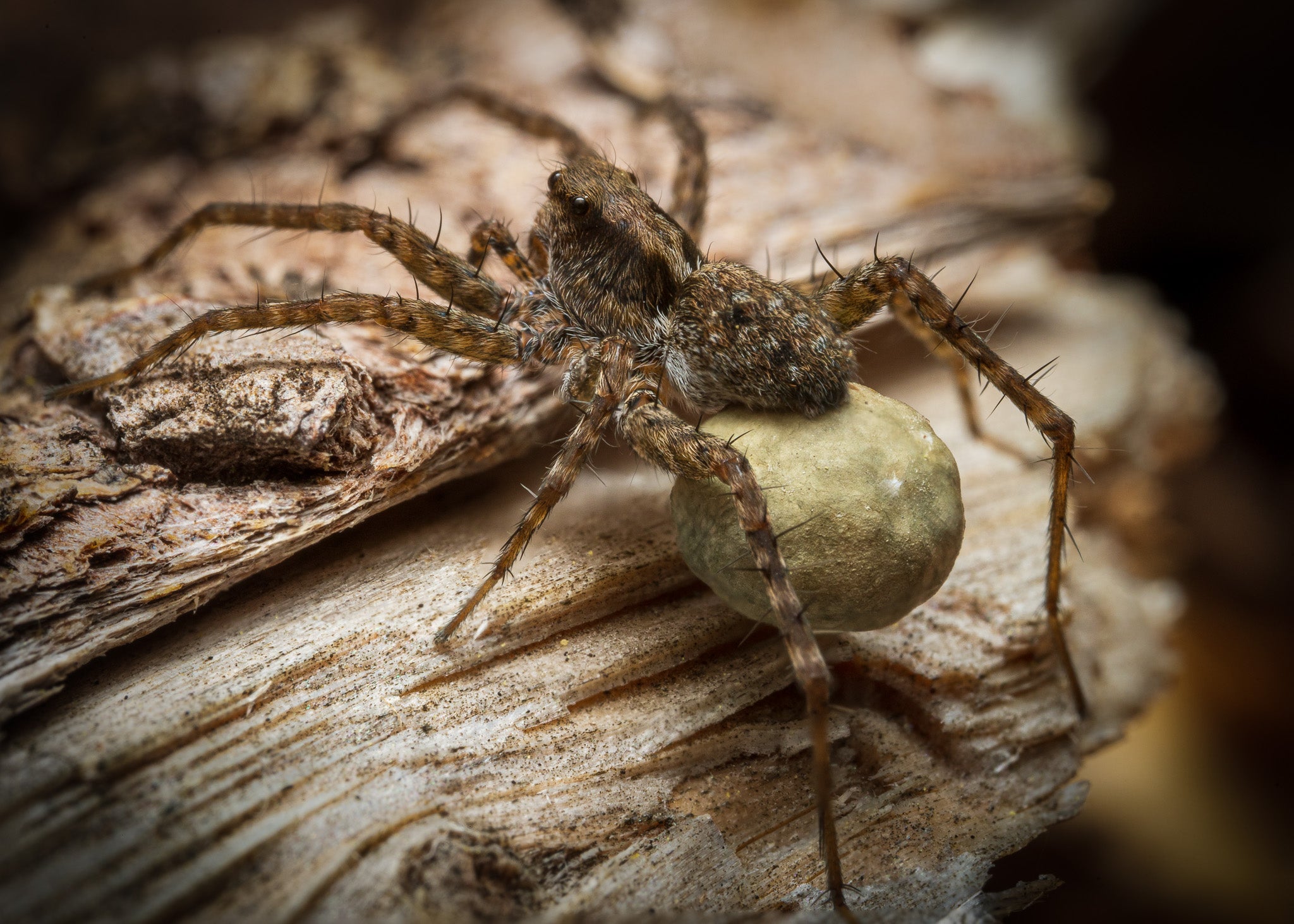 Arachnids
