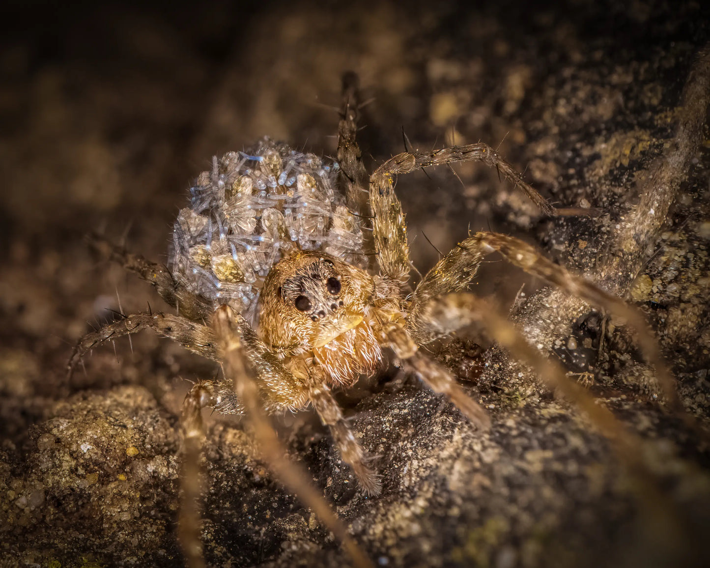 A wolf spider mother carrying her young