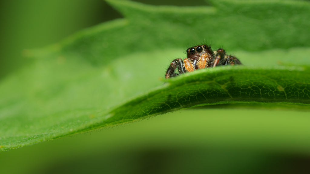 Arachnids