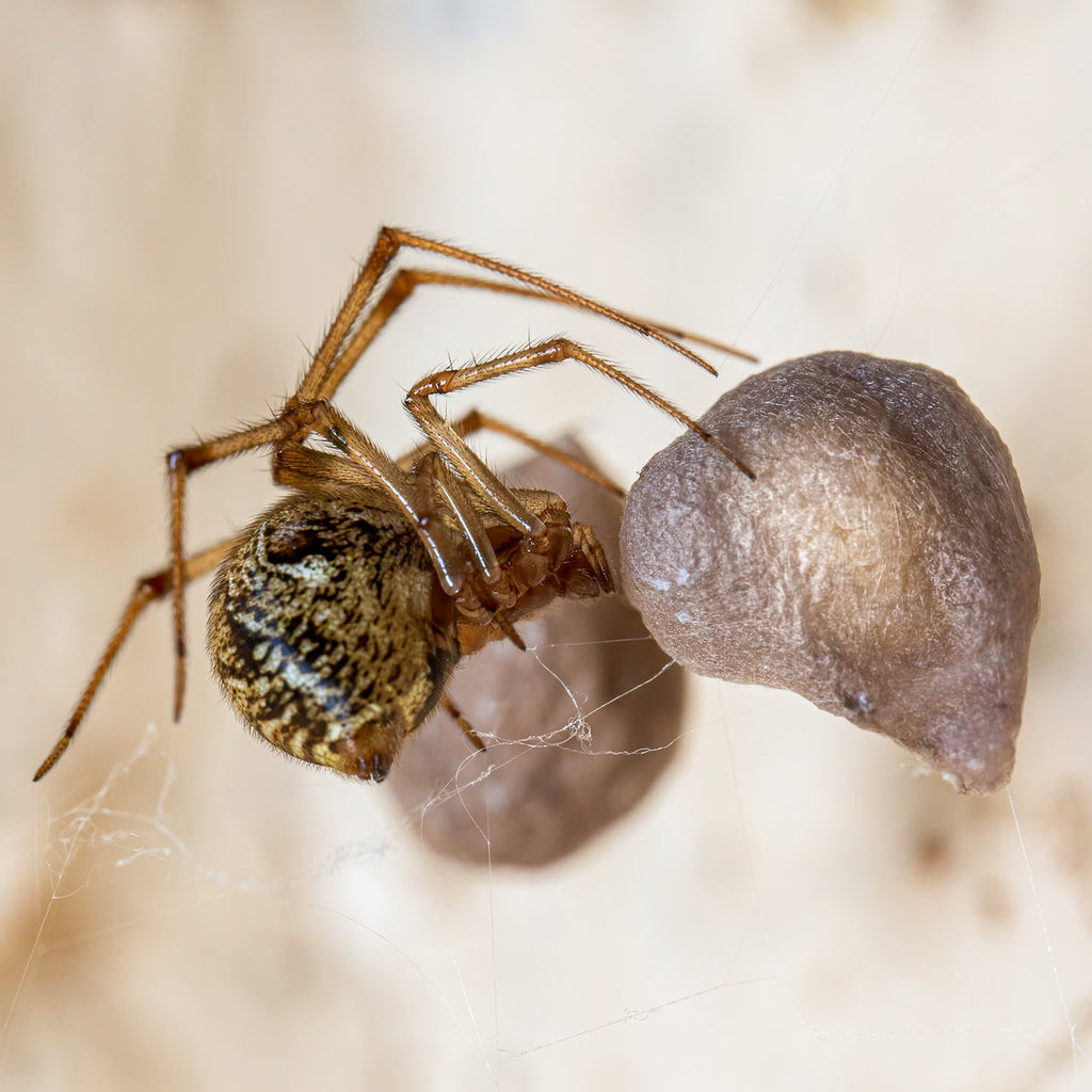 Arachnids