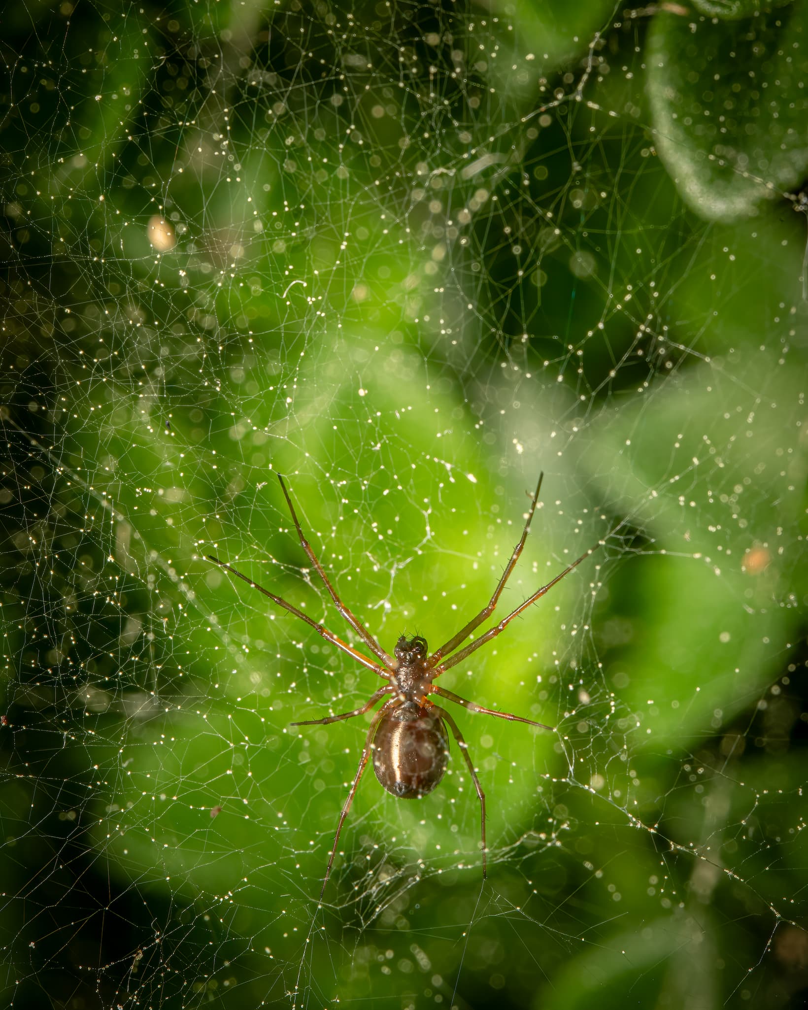 2026 Creature Calendar