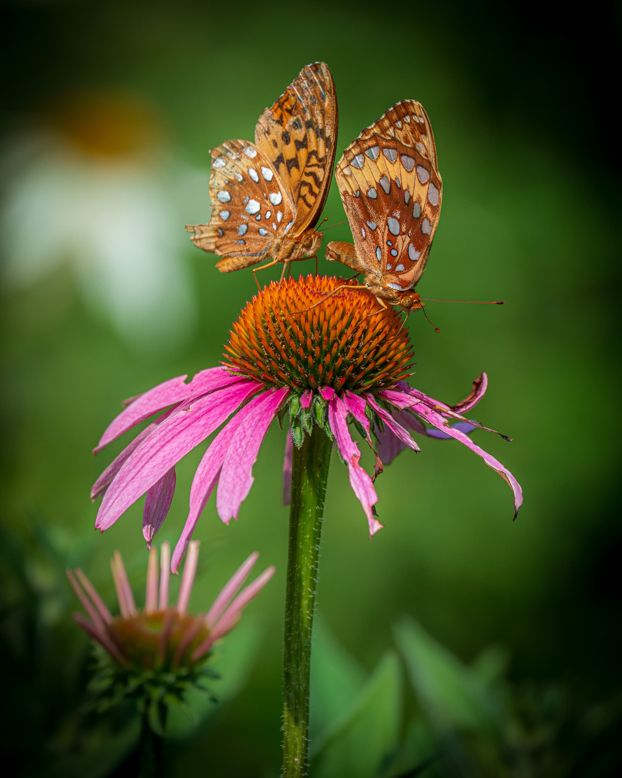 2026 Creature Calendar