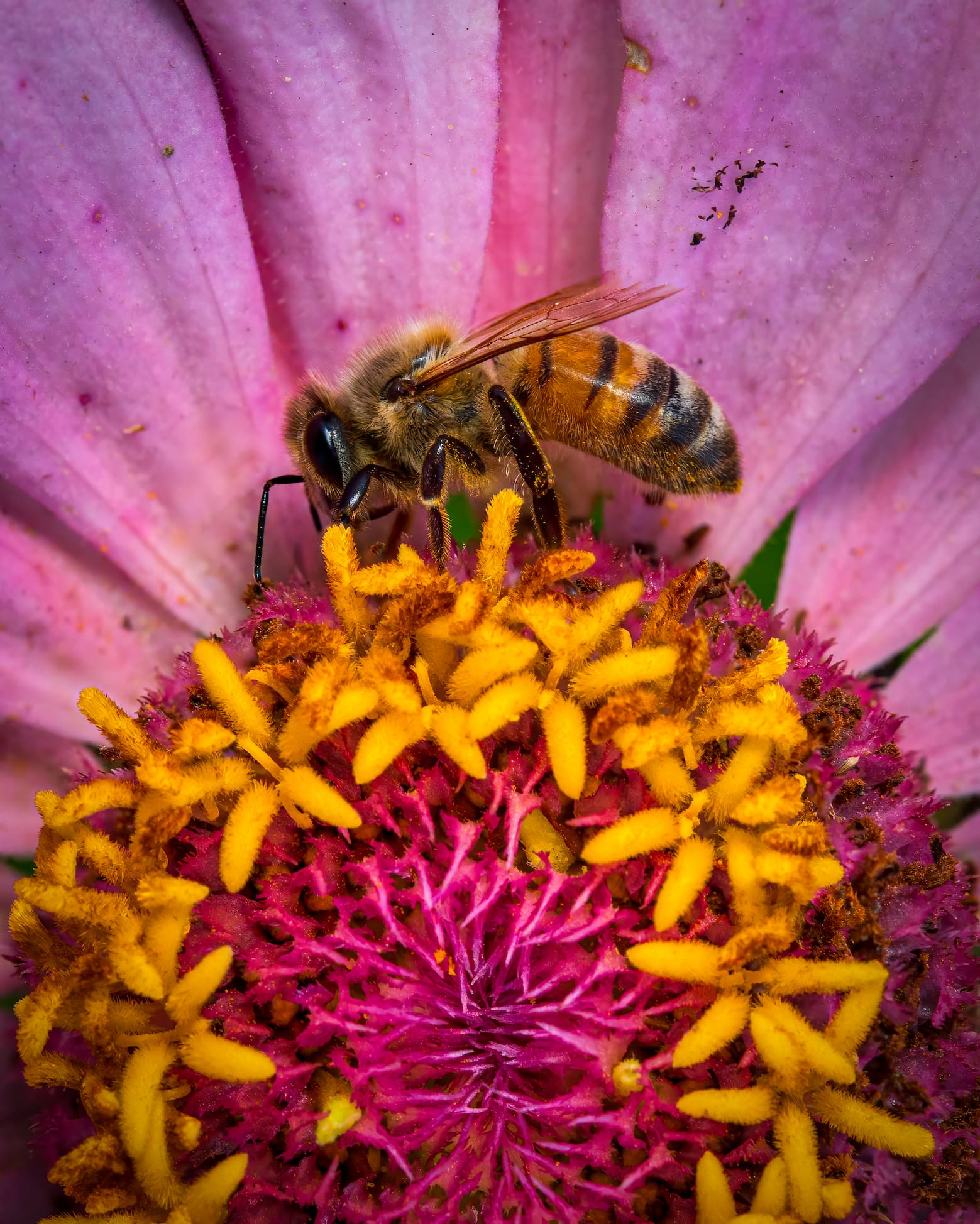 2026 Creature Calendar