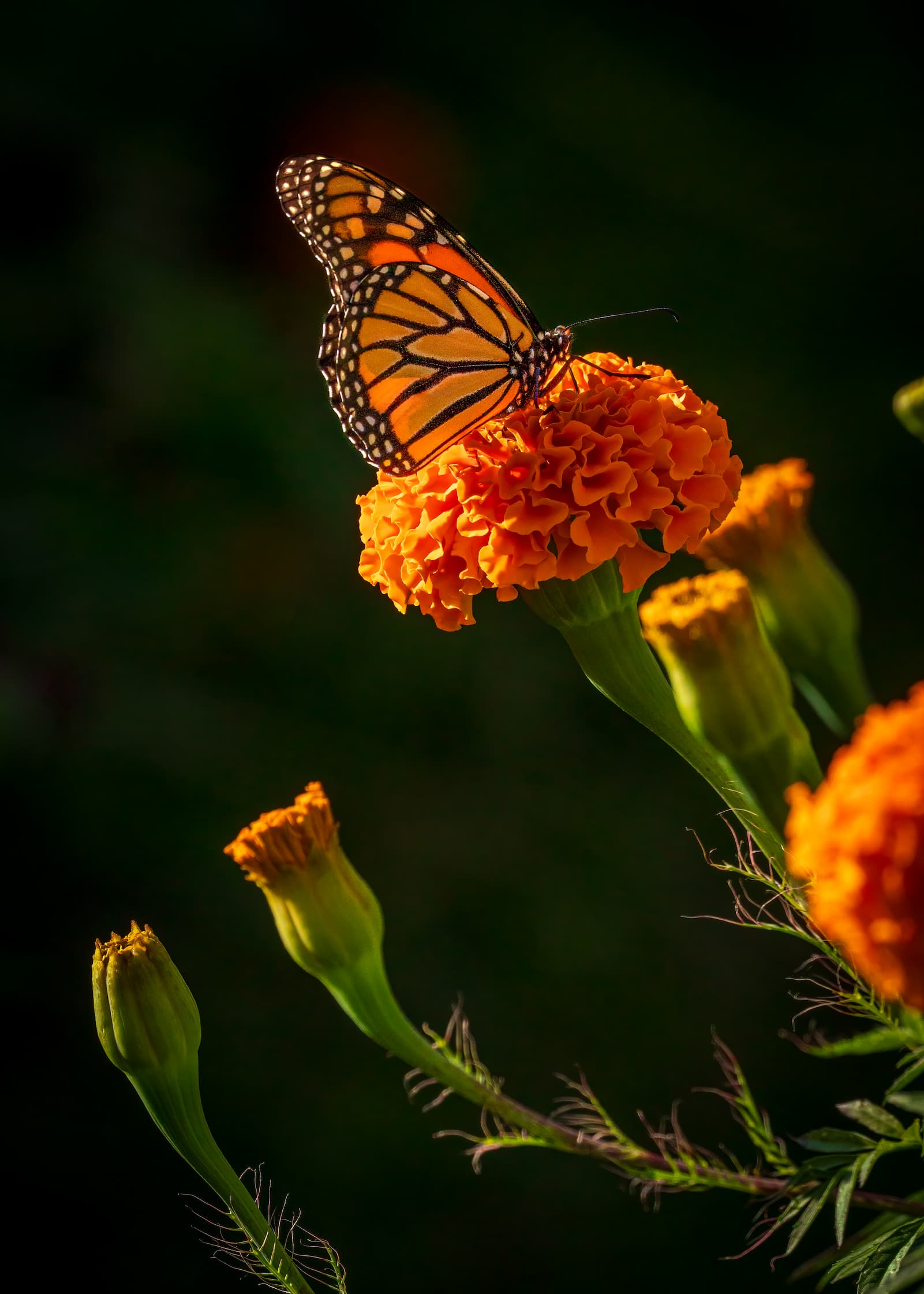 2026 Creature Calendar