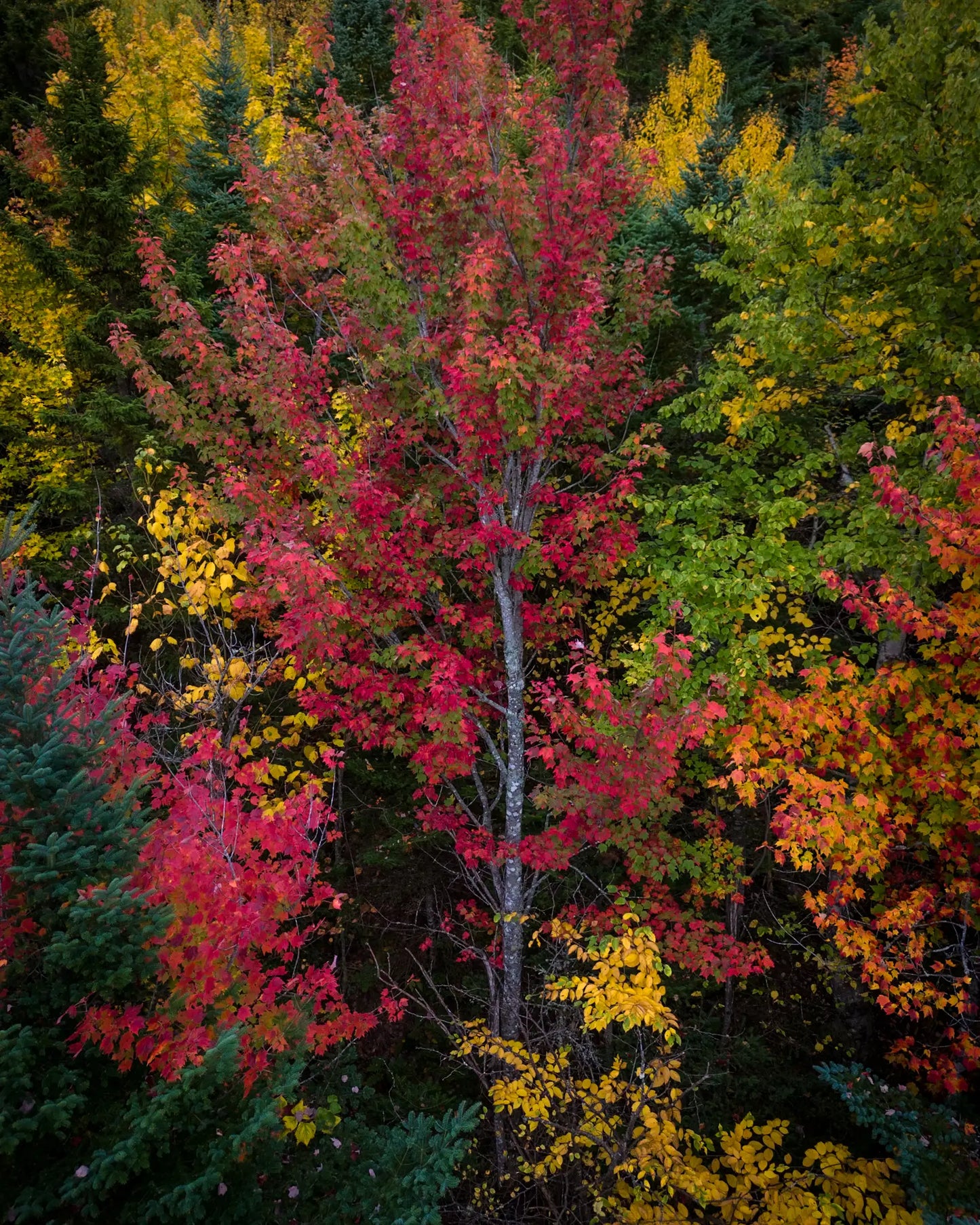 Maple trees come in many colors