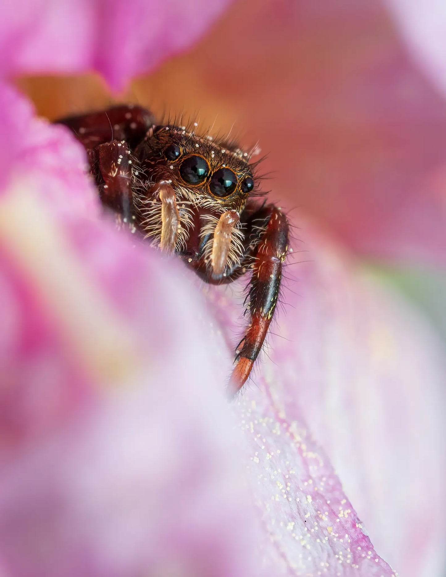 A jumping spider hiding in a garden flower