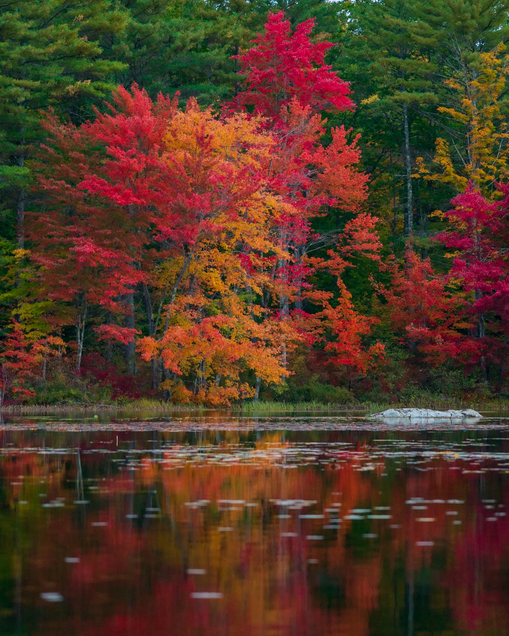Reflections from a canoe