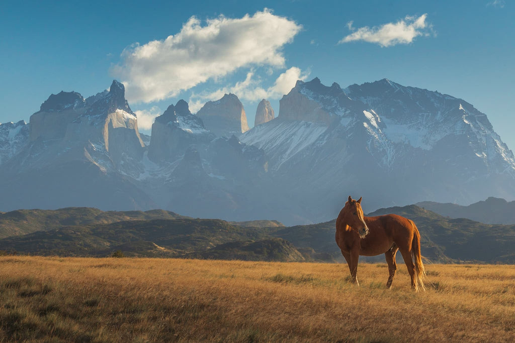 Patagonia