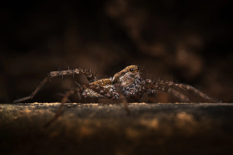 A spider pauses on some drip line for a portrait