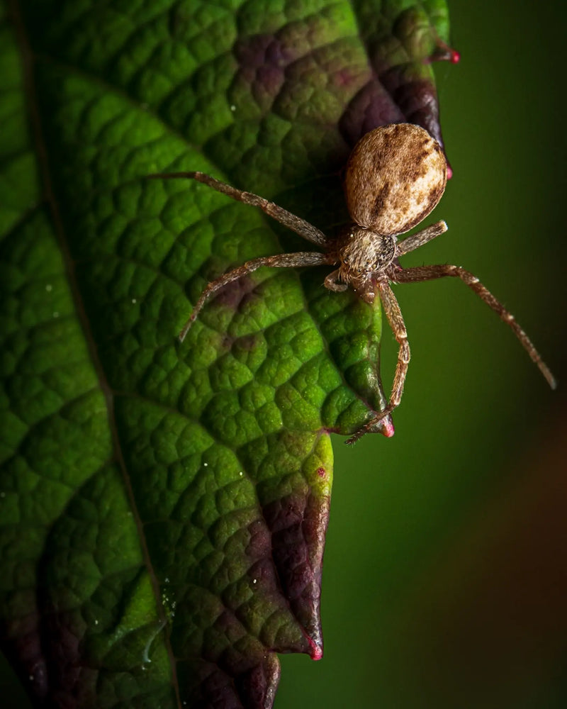 A wounded spider missing a leg