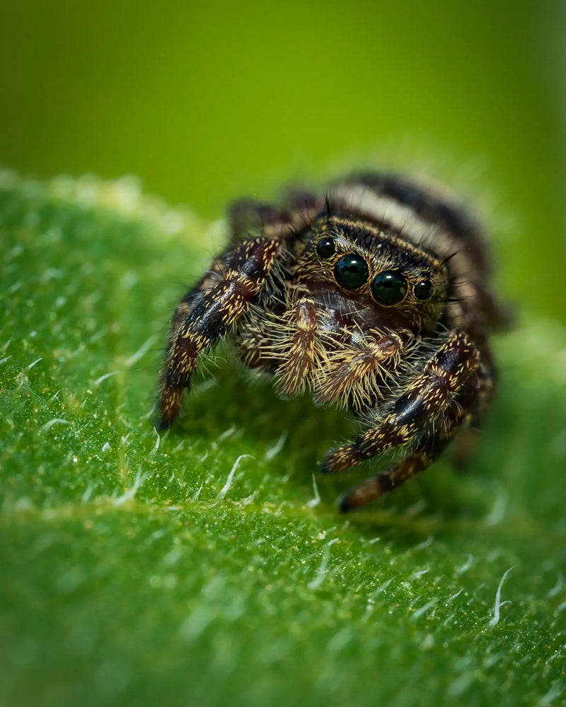 Jumping spiders are the cutest spiders