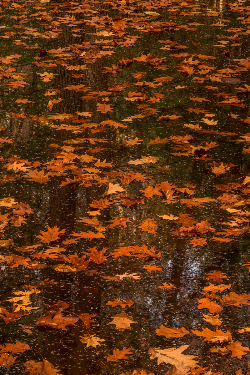 Hemlock needles and oak leaves reflections