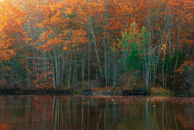 Late autumn from a canoe