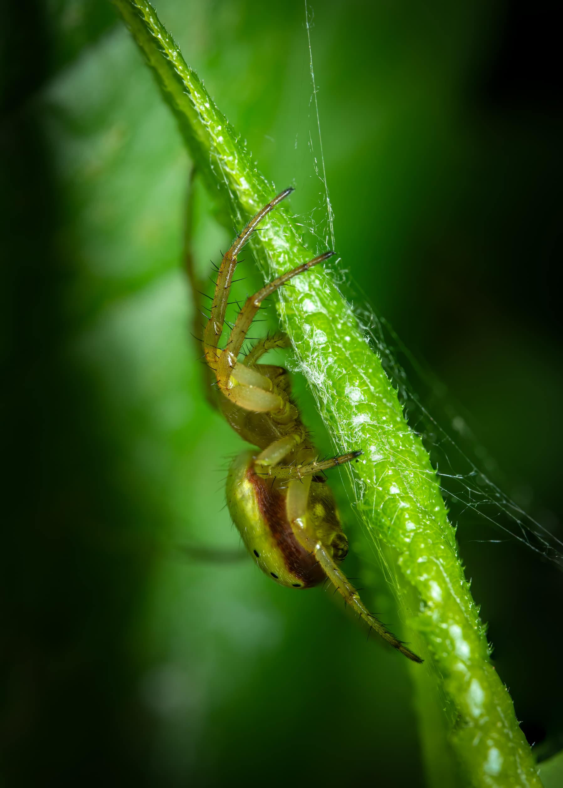 2026 Creature Calendar