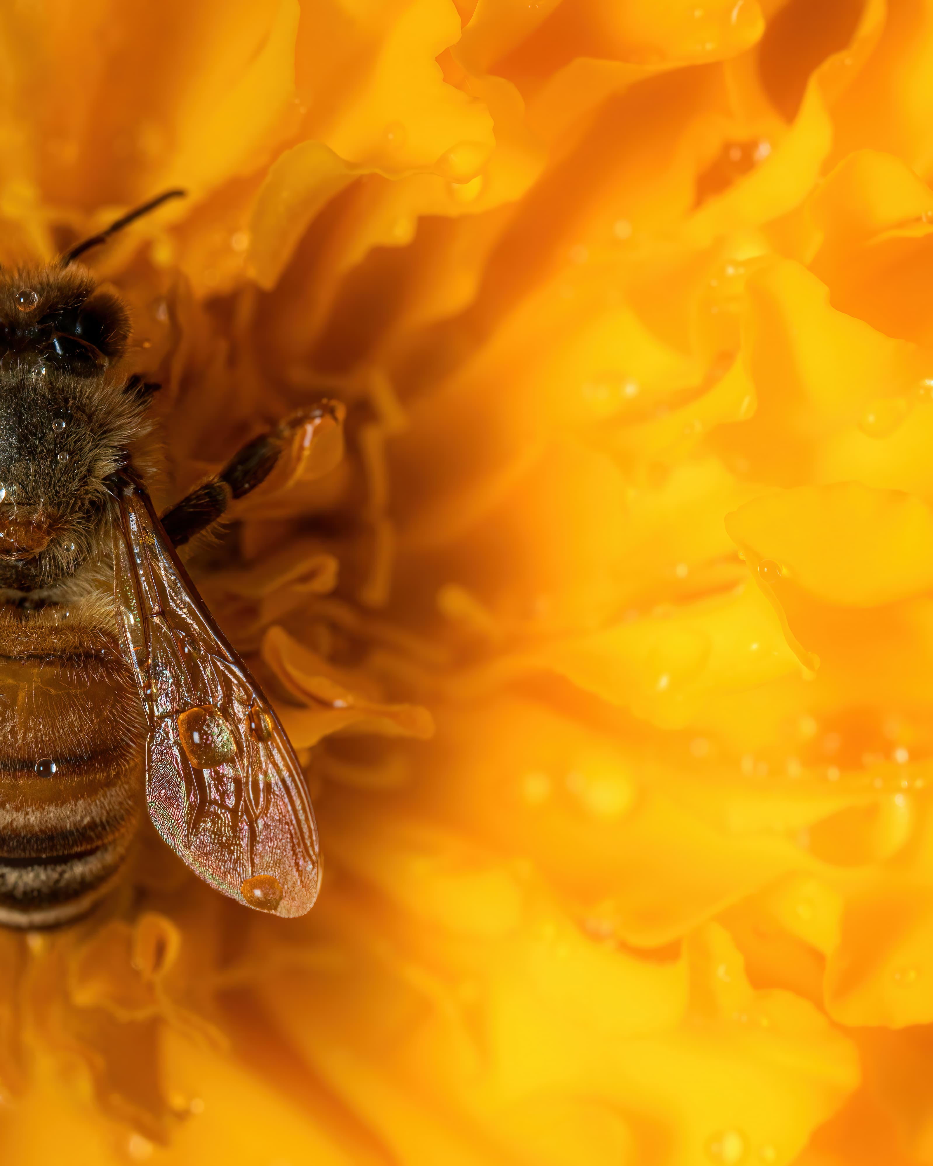 2026 Creature Calendar